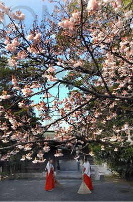 宮地嶽神社 寒緋桜００１ 西日本新聞フォトライブラリー